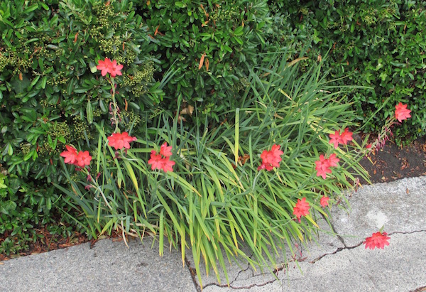 Hesperantha coccinea